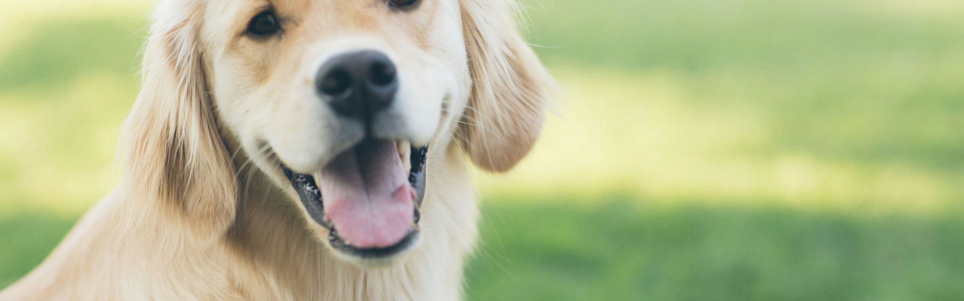 Comment soutenir les associations de chien d'aveugle pour aider les personnes déficientes visuelles