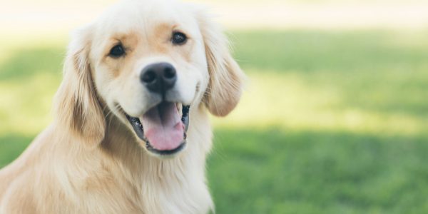 Comment soutenir les associations de chien d'aveugle pour aider les personnes déficientes visuelles